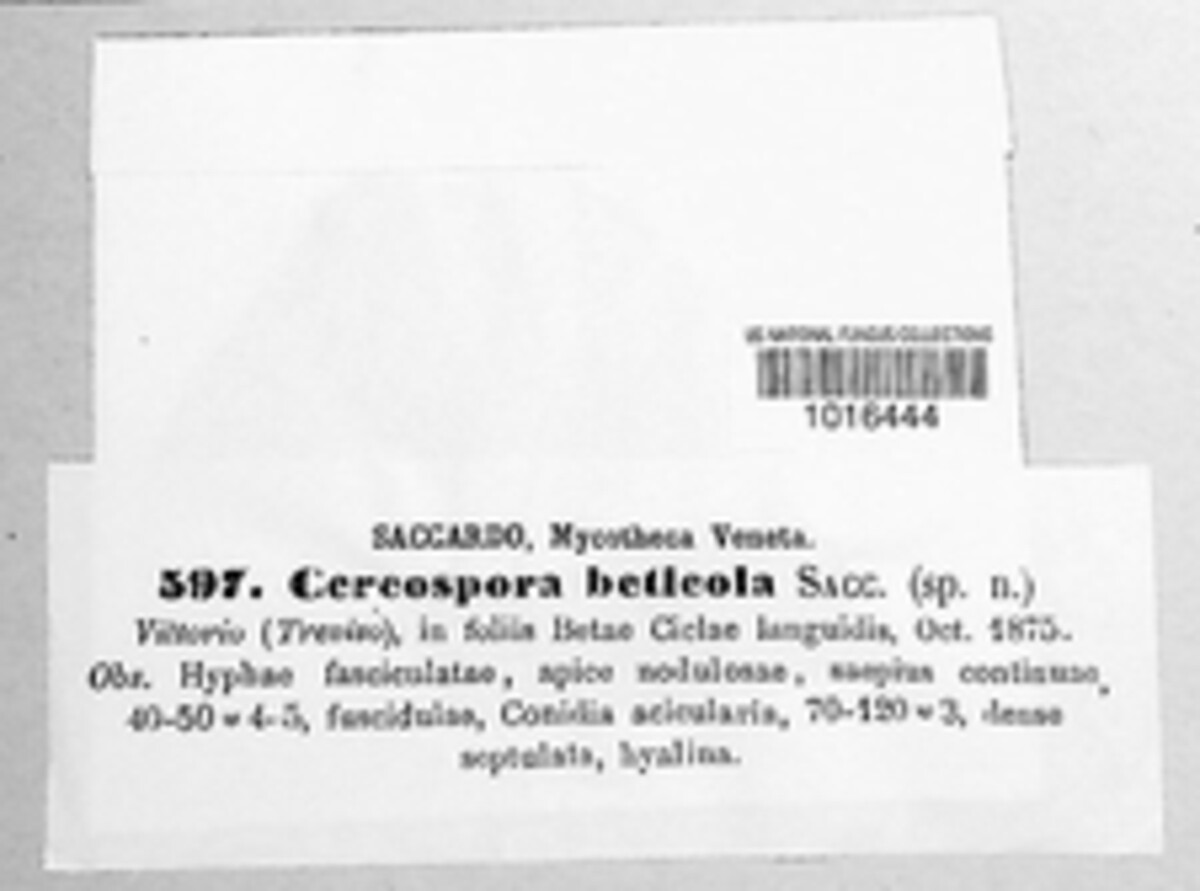 Cercospora beticola image